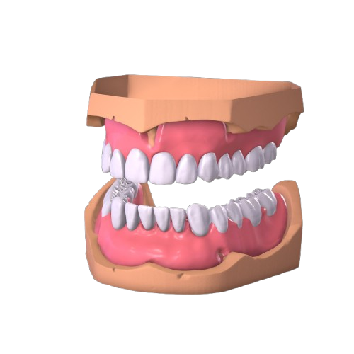 3D dental chart